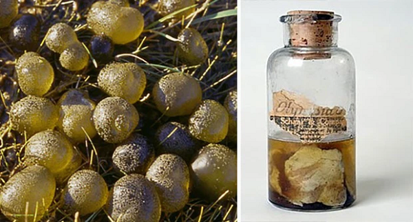 Những sự kiện kỳ lạ nhất thế gian, chuyên gia cũng bó tay - Hình 10 Nhung su kien ky la nhat the gian, chuyen gia cung bo tay-Hinh-10