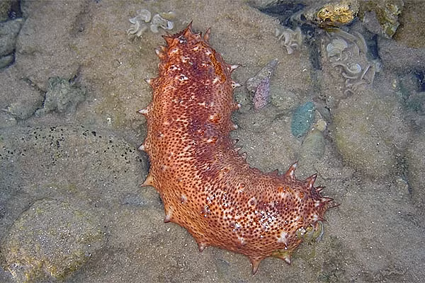 Ngu dan mao hiem xuong day bien tim hai sam tri gia 70 trieu/kg-Hinh-8