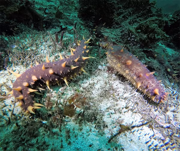 Ngu dan mao hiem xuong day bien tim hai sam tri gia 70 trieu/kg-Hinh-7