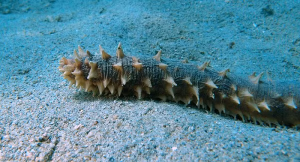 Ngu dan mao hiem xuong day bien tim hai sam tri gia 70 trieu/kg-Hinh-2