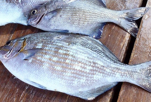 Cá tà ma có gì đặc biệt mà dân sành ăn thi nhau săn lùng? Ca ta ma co gi dac biet ma dan sanh an thi nhau san lung?