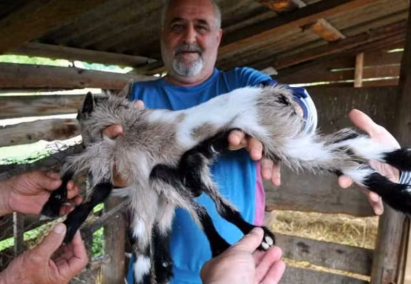 Rung minh nhung sinh vat quai di nhat co thuc su ton tai?