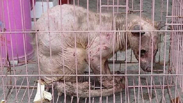 Rùng mình những sinh vật quái dị nhất có thực sự tồn tại? - Hình 4 Rung minh nhung sinh vat quai di nhat co thuc su ton tai?-Hinh-4