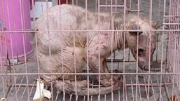 Rung minh nhung sinh vat quai di nhat co thuc su ton tai?-Hinh-4