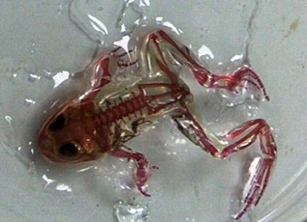 Rung minh nhung sinh vat quai di nhat co thuc su ton tai?-Hinh-7