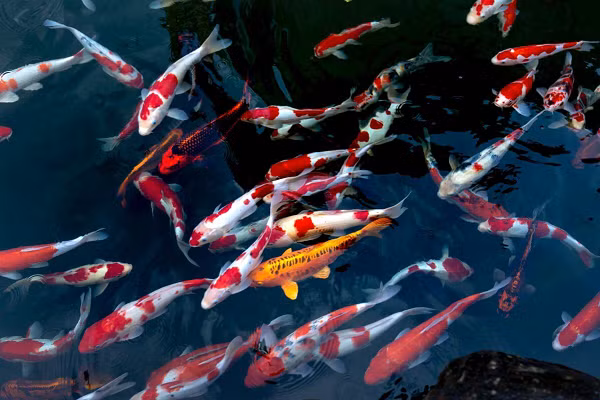 Choang vang 5 con ca Koi gia dat cat co, dai gia co san lung-Hinh-5