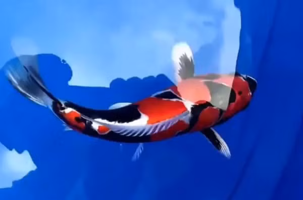 Choang vang 5 con ca Koi gia dat cat co, dai gia co san lung-Hinh-2