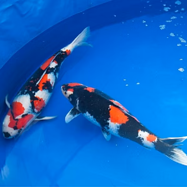 Choang vang 5 con ca Koi gia dat cat co, dai gia co san lung-Hinh-9