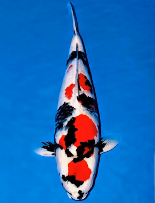 Choang vang 5 con ca Koi gia dat cat co, dai gia co san lung-Hinh-7