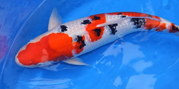 Choang vang 5 con ca Koi gia dat cat co, dai gia co san lung-Hinh-12