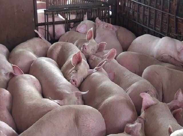 Giá heo hơi hôm nay 15/10: Miền Nam và miền Trung tăng mạnh, miền Bắc đứng giá Gia heo hoi hom nay 15/10: Mien Nam va mien Trung tang manh, mien Bac dung gia