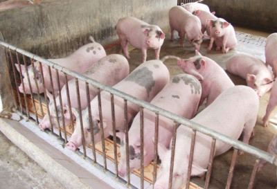 Giá heo hơi hôm nay 4/6: Đồng loạt giảm sau chỉ đạo của Bộ NN&PTNT Gia heo hoi hom nay 4/6: Dong loat giam sau chi dao cua Bo NN&PTNT