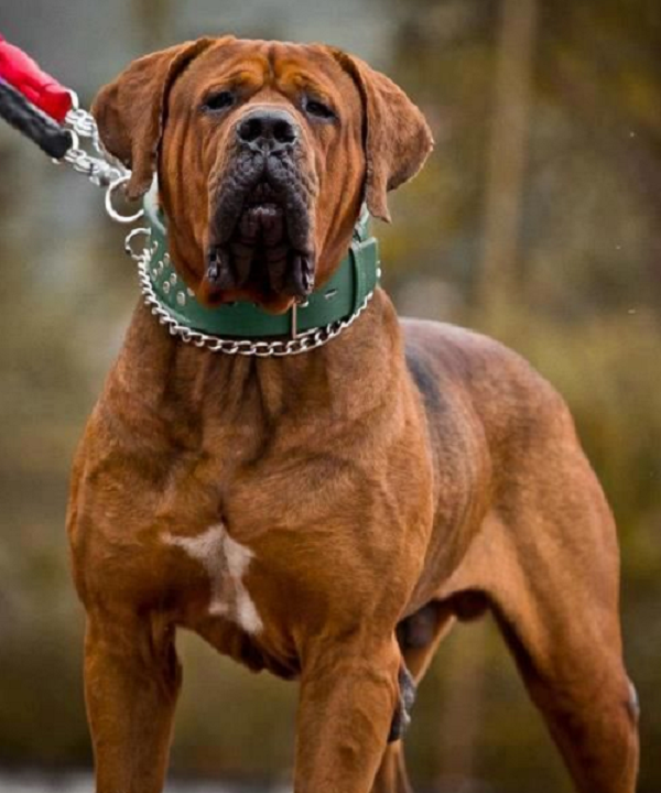 Pitbull không phải là loài chó dữ nhất thế giới - Hình 2 Pitbull khong phai la loai cho du nhat the gioi-Hinh-2