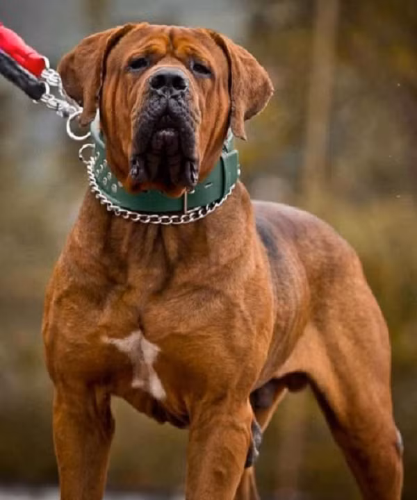 Pitbull khong phai la loai cho du nhat the gioi-Hinh-2