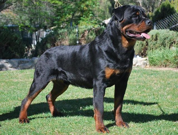 Pitbull không phải là loài chó dữ nhất thế giới - Hình 9 Pitbull khong phai la loai cho du nhat the gioi-Hinh-9