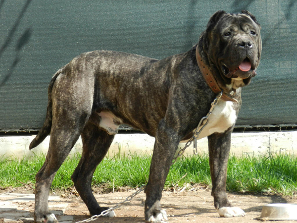 Pitbull không phải là loài chó dữ nhất thế giới - Hình 5 Pitbull khong phai la loai cho du nhat the gioi-Hinh-5