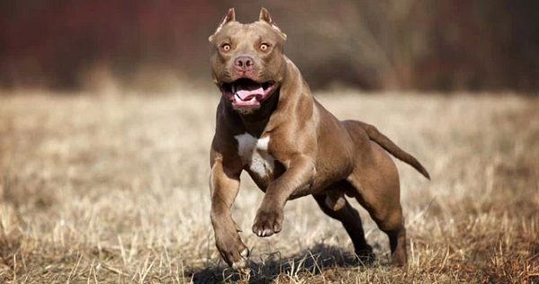 Pitbull không phải là loài chó dữ nhất thế giới - Hình 4 Pitbull khong phai la loai cho du nhat the gioi-Hinh-4