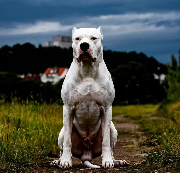 Pitbull không phải là loài chó dữ nhất thế giới - Hình 3 Pitbull khong phai la loai cho du nhat the gioi-Hinh-3