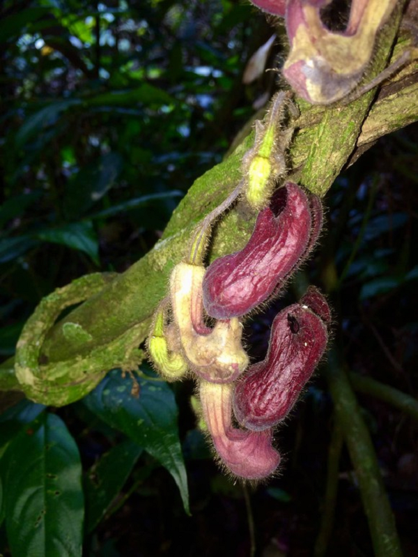 Biết gì về loài thực vật kỳ dị mới được phát hiện ở Hà Tĩnh? - Hình 5 Biet gi ve loai thuc vat ky di moi duoc phat hien o Ha Tinh?-Hinh-5