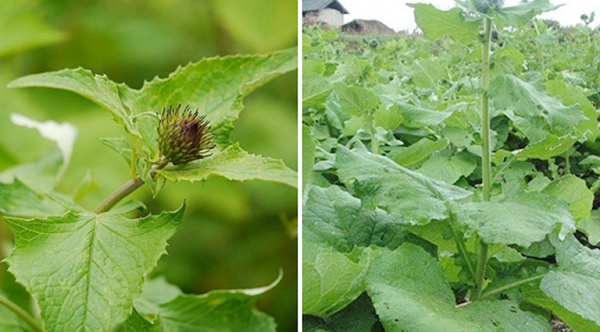 Biết gì về loài thực vật kỳ dị mới được phát hiện ở Hà Tĩnh? - Hình 11 Biet gi ve loai thuc vat ky di moi duoc phat hien o Ha Tinh?-Hinh-11