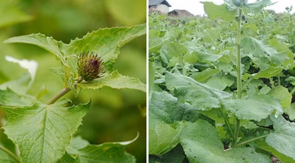 Biet gi ve loai thuc vat ky di moi duoc phat hien o Ha Tinh?-Hinh-11