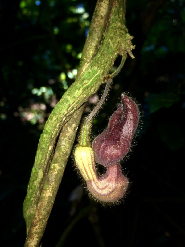 Biết gì về loài thực vật kỳ dị mới được phát hiện ở Hà Tĩnh? - Hình 6 Biet gi ve loai thuc vat ky di moi duoc phat hien o Ha Tinh?-Hinh-6