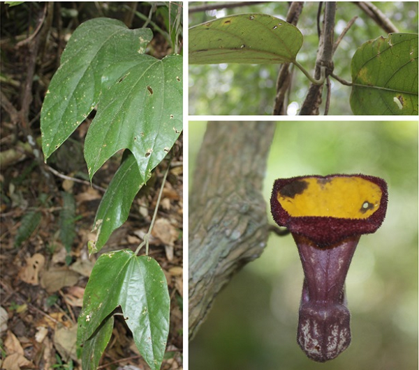 Biết gì về loài thực vật kỳ dị mới được phát hiện ở Hà Tĩnh? - Hình 8 Biet gi ve loai thuc vat ky di moi duoc phat hien o Ha Tinh?-Hinh-8