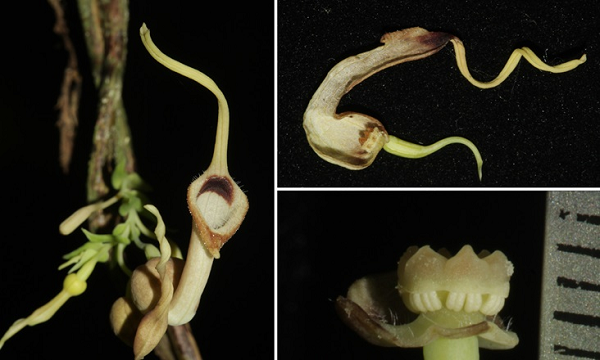 Biết gì về loài thực vật kỳ dị mới được phát hiện ở Hà Tĩnh? - Hình 9 Biet gi ve loai thuc vat ky di moi duoc phat hien o Ha Tinh?-Hinh-9
