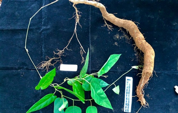 Biết gì về loài thực vật kỳ dị mới được phát hiện ở Hà Tĩnh? - Hình 7 Biet gi ve loai thuc vat ky di moi duoc phat hien o Ha Tinh?-Hinh-7