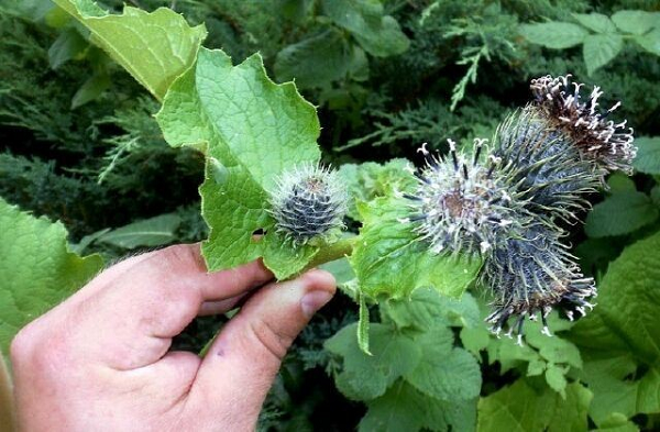 Biết gì về loài thực vật kỳ dị mới được phát hiện ở Hà Tĩnh? - Hình 12 Biet gi ve loai thuc vat ky di moi duoc phat hien o Ha Tinh?-Hinh-12