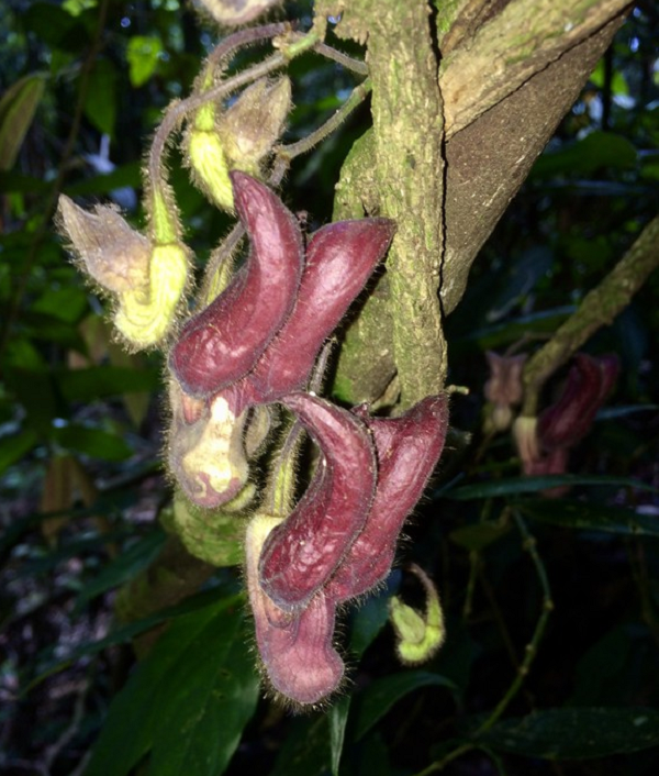 Biết gì về loài thực vật kỳ dị mới được phát hiện ở Hà Tĩnh? Biet gi ve loai thuc vat ky di moi duoc phat hien o Ha Tinh?