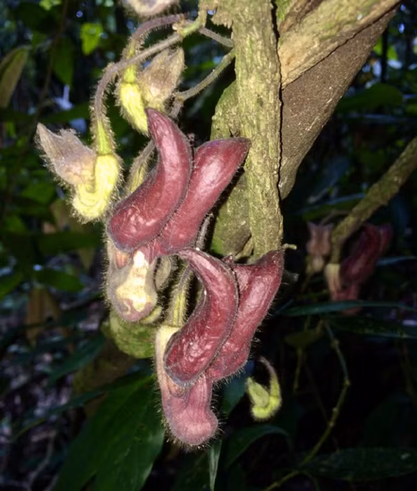 Biet gi ve loai thuc vat ky di moi duoc phat hien o Ha Tinh?