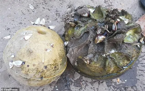 Được 'báo mộng', ngư dân tìm thấy ngọc trai Melo quý hiếm Duoc 'bao mong', ngu dan tim thay ngoc trai Melo quy hiem