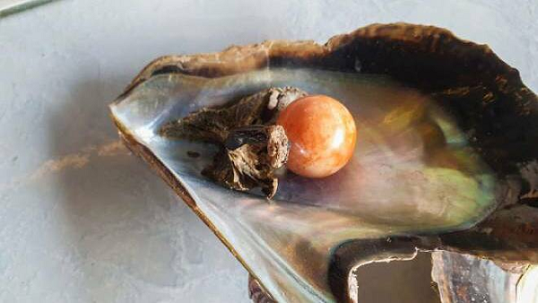 Được 'báo mộng', ngư dân tìm thấy ngọc trai Melo quý hiếm - Hình 4 Duoc 'bao mong', ngu dan tim thay ngoc trai Melo quy hiem-Hinh-4