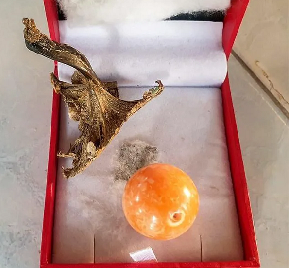 Được 'báo mộng', ngư dân tìm thấy ngọc trai Melo quý hiếm - Hình 2 Duoc 'bao mong', ngu dan tim thay ngoc trai Melo quy hiem-Hinh-2