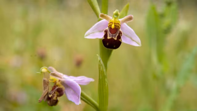 Nhung loai hoa mang ve ngoai giong dong vat-Hinh-4
