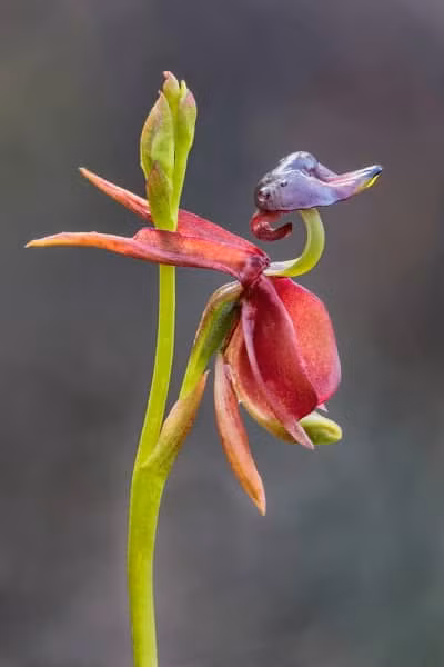Nhung loai hoa mang ve ngoai giong dong vat-Hinh-6