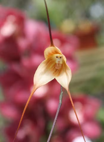 Nhung loai hoa mang ve ngoai giong dong vat