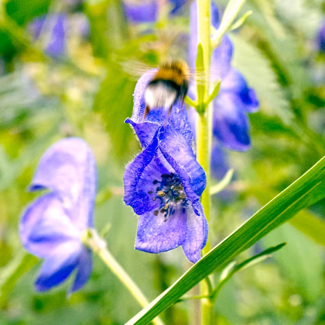 Ve dep cua loai hoa duoc menh danh la 'nu hoang doc duoc'-Hinh-4