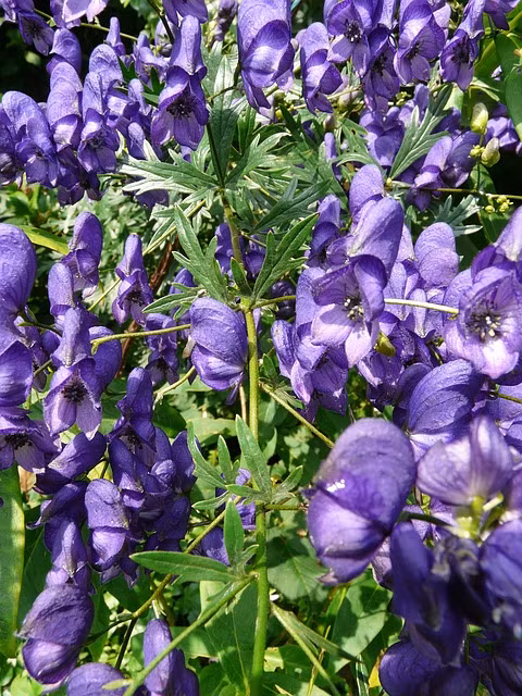 Ve dep cua loai hoa duoc menh danh la 'nu hoang doc duoc'-Hinh-5