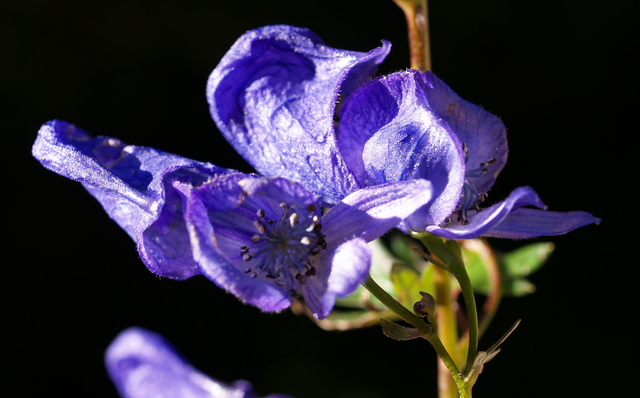 Ve dep cua loai hoa duoc menh danh la 'nu hoang doc duoc'-Hinh-6