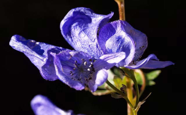 Ve dep cua loai hoa duoc menh danh la 'nu hoang doc duoc'-Hinh-6