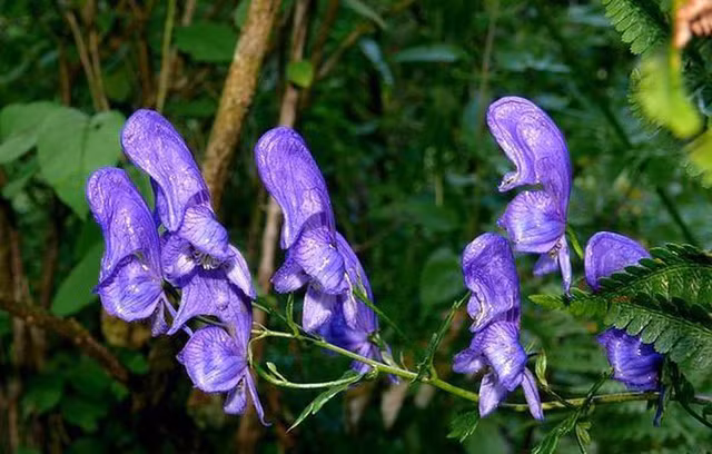 Ve dep cua loai hoa duoc menh danh la 'nu hoang doc duoc'