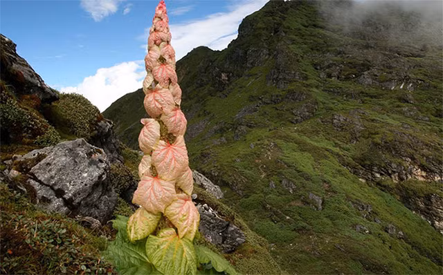 400 nam, cay nay moi no hoa 1 lan