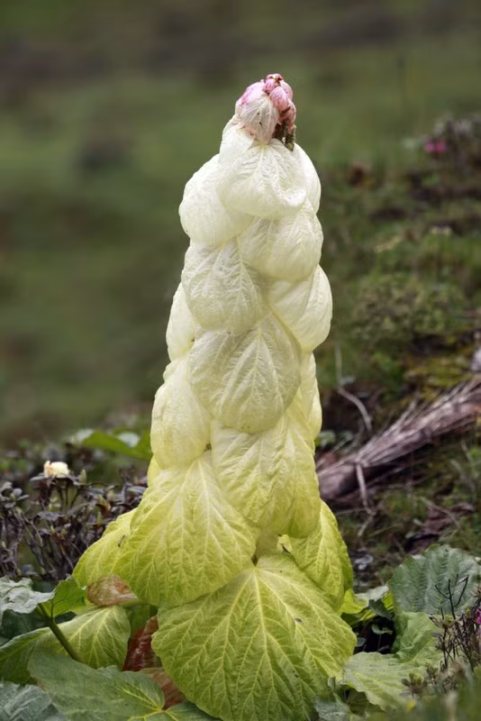 400 nam, cay nay moi no hoa 1 lan-Hinh-2