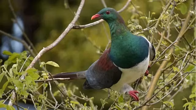 Nhung 'ga chim say xin' tren bau troi-Hinh-5