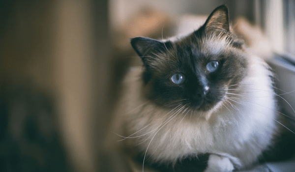 Ấn tượng những giống mèo nhà to nhất hành tinh - Hình 7 An tuong nhung giong meo nha to nhat hanh tinh-Hinh-7