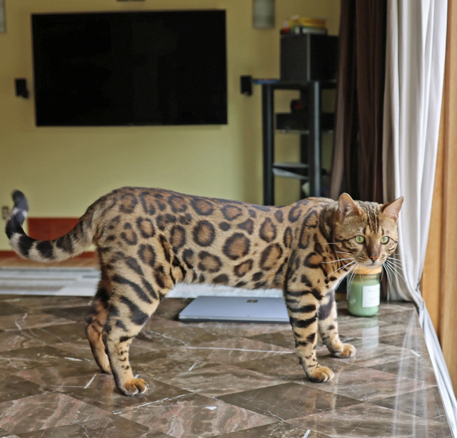 Ấn tượng những giống mèo nhà to nhất hành tinh - Hình 5 An tuong nhung giong meo nha to nhat hanh tinh-Hinh-5