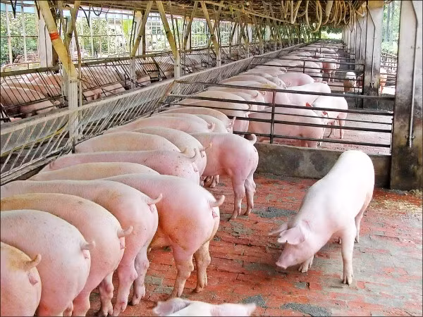 Gia heo hoi hom nay 20/12: Nhich nhe, muc cao nhat van la 95.000 dong/kg