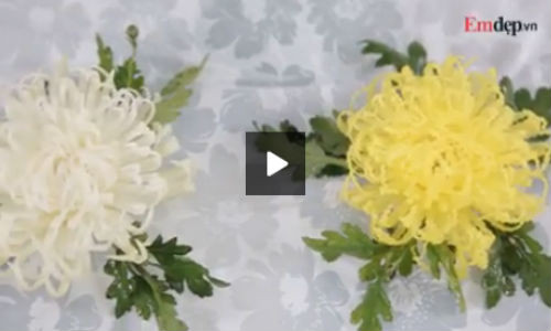 Cách tỉa đu đủ thành bông cúc xinh đón Tết Cach tia du du thanh bong cuc xinh don Tet